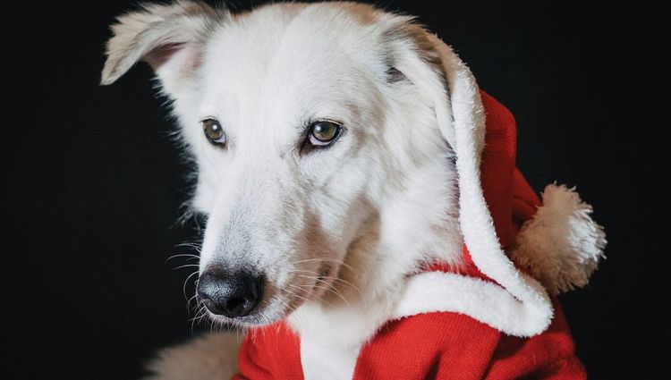 How To Keep Your Dog Entertained This Christmas - with a little help from Netflix!