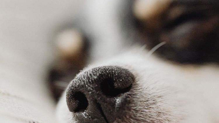 Best Nose Balms For Dogs