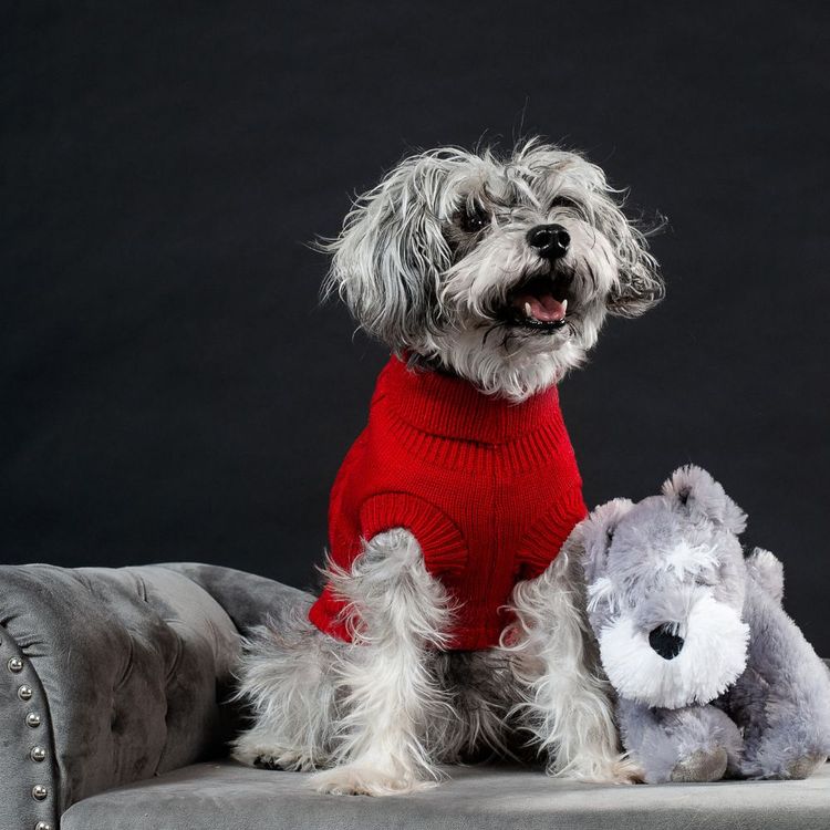 Luxury Gifts For Your Pets