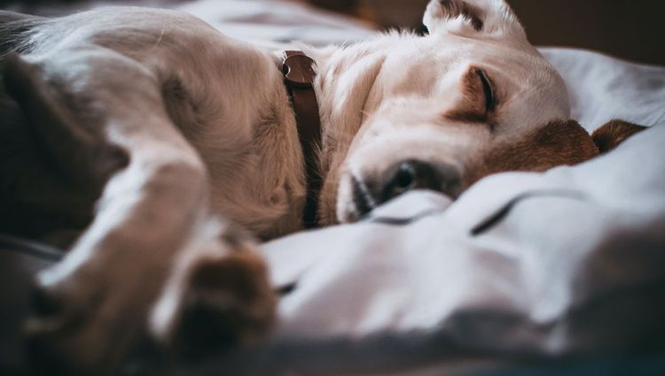 Why Every Dog Needs An Orthopedic Bed