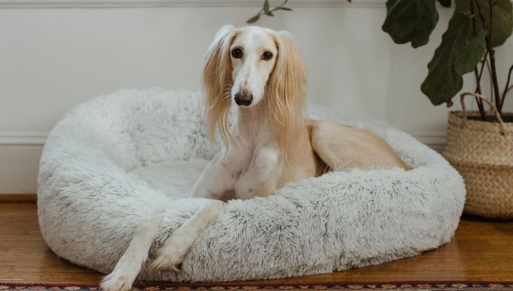 Dog Beds vs. Crates – Which Is Better?