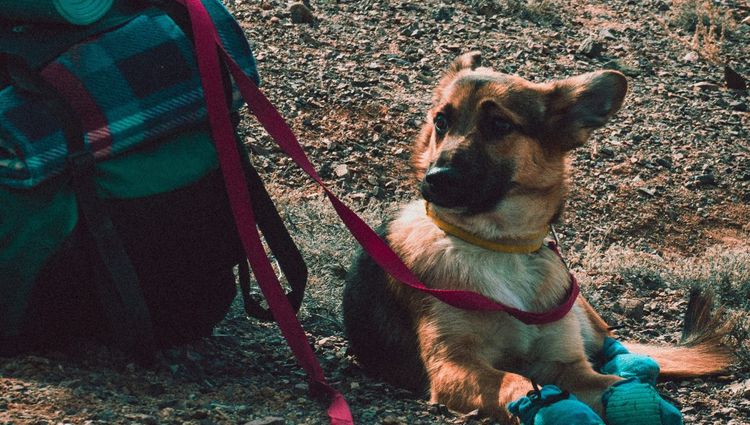 Best Dog Sleeping Bags For Camping
