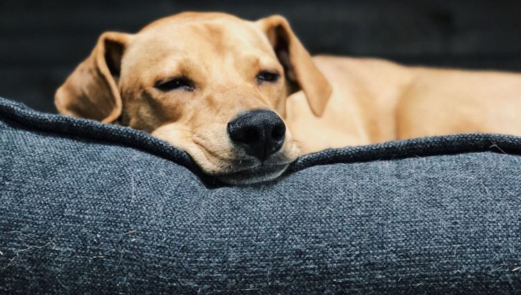 The  Best Canvas Dog Beds For Comfortable Sleeps and Happy Dogs