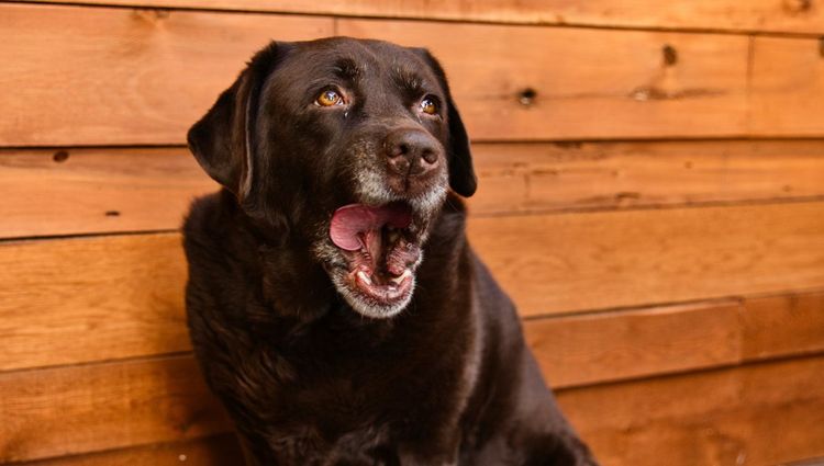 Is Your Dog Experiencing Arthritis