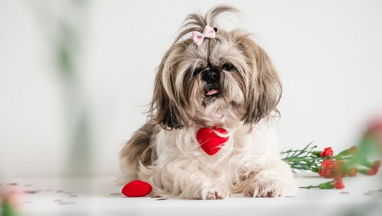 What To Get A Dog Lover For Valentines Day!
