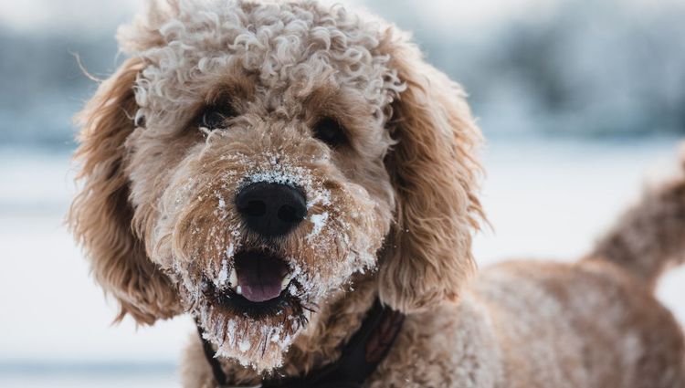 The 5 Best Goldendoodle Grooming Tools for a Friendly Groom | Best Goldendoodle Grooming Tools