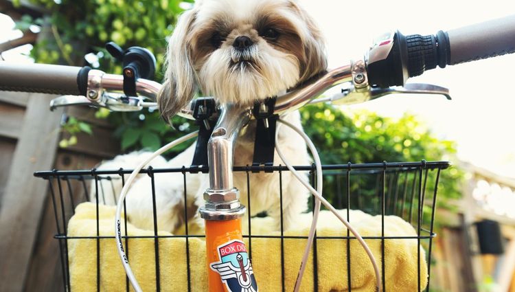Cycling With Your Pet | Let Fido Be The Pilot
