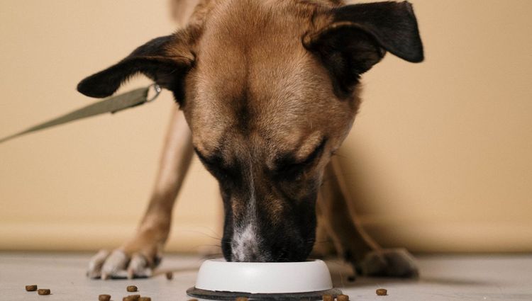 Rise Up to Eat | Elevated Dog Bowls