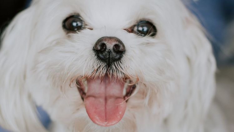 Best Eye Products for Dogs  | Wit and Wisdom from the Canine Corner