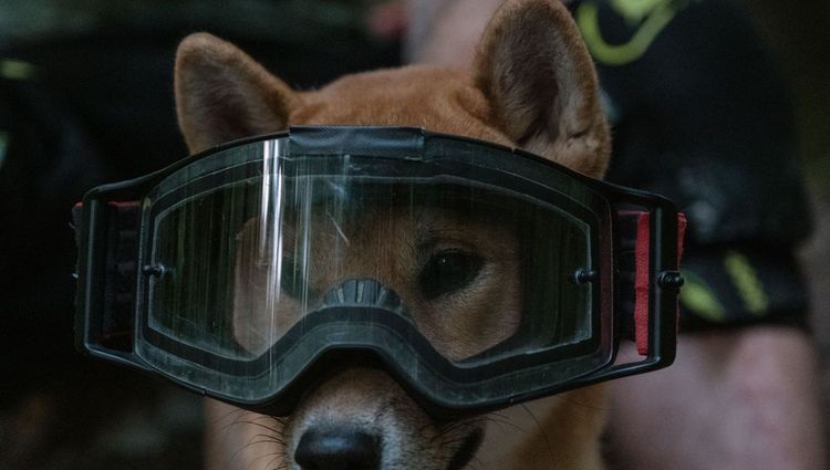 Looking Cool Dog Goggles