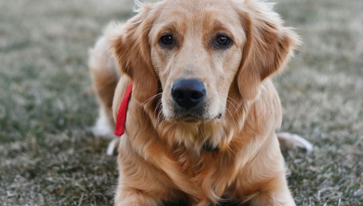 Golden Retrievers | The Must-Have Grooming Tools for Your Dog