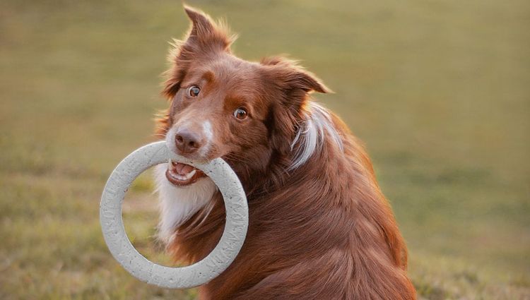 The ONLY Outdoor Dog Toys You'll Need This Year!