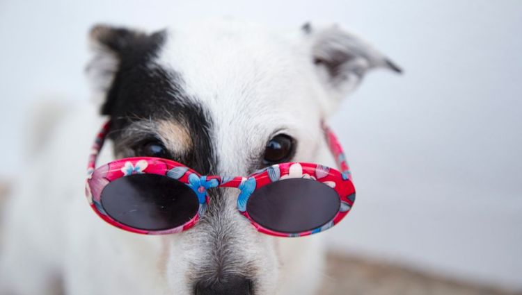 Why You Need UV Sunglasses For Your Small Dog - Summer Fun With Fido Starts Here!