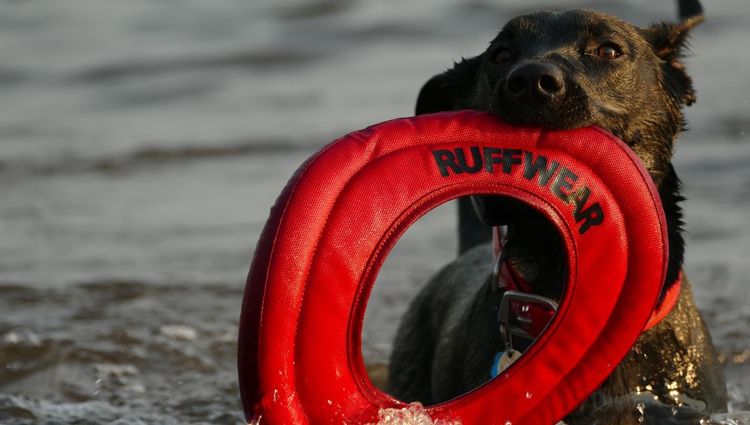 Summer Fun For Your Dog | Water Toys