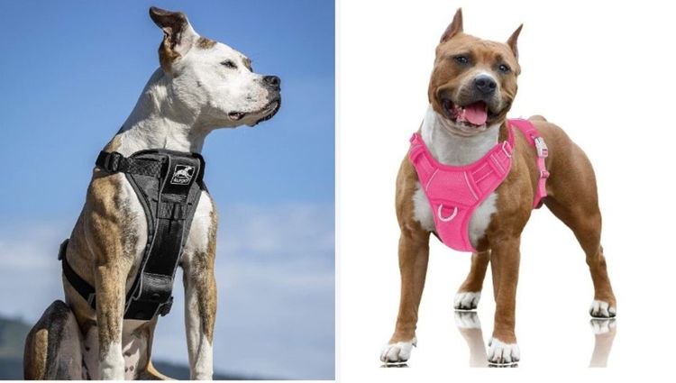 Best Harnesses For Boxer Dogs