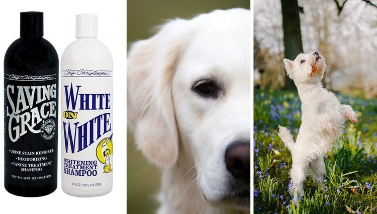 How To Keep Your White Dog Clean and Healthy