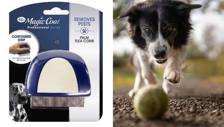 Combs: Quick, Easy and Effective Way to Remove Fleas and Ticks from Pets