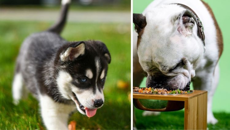 Everything You Need to Know About Holistic Dog Foods