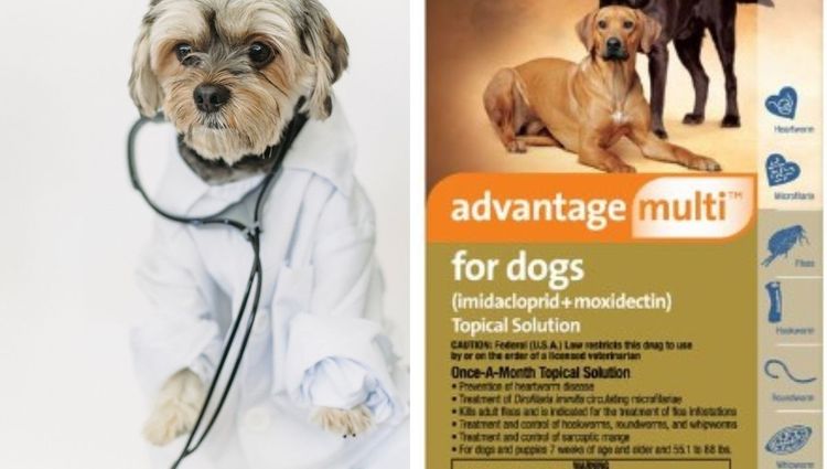 How to Get Rid of Fleas and Ticks on Dogs: The Complete Guide
