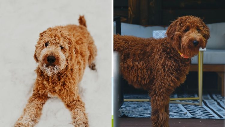Why Are Goldendoodles So Popular?