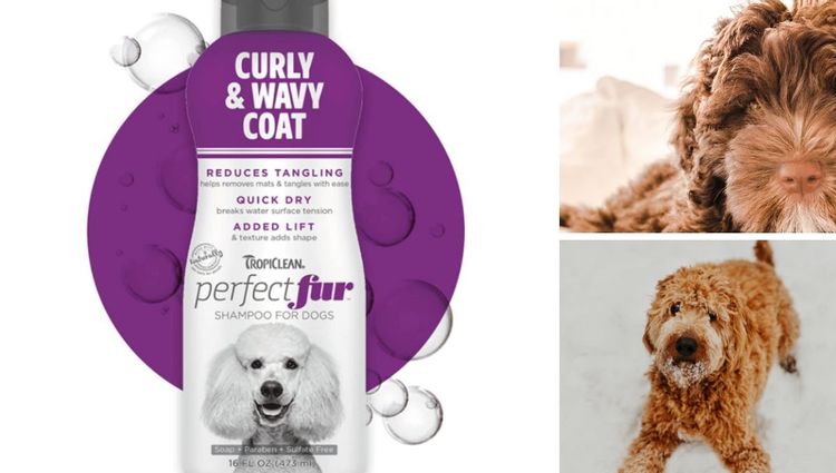Best Shampoos For Glamourous Goldendoodles!