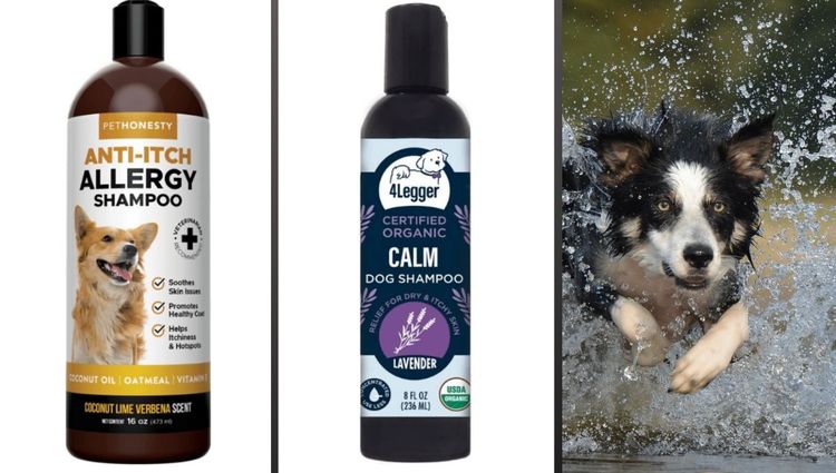 Go Organic: Best Dog Shampoos