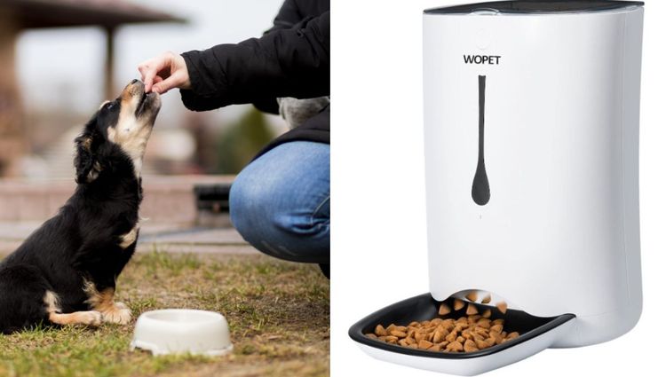 Best Automatic Pet Feeders For Dogs Or Cats!