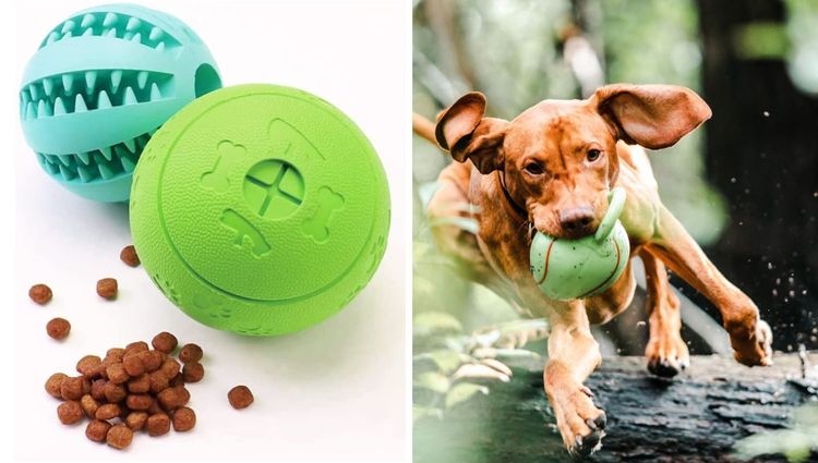 Best Interactive Dog Toys to Keep Your Dog Entertained