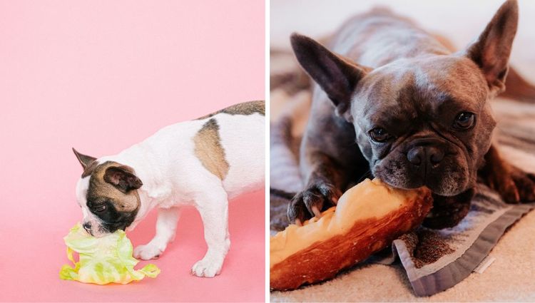Best Plant-Based Dog Foods That are Healthy and Delicious | Green Monsters