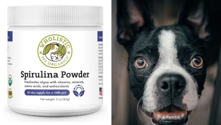 Powder Supplements For Dogs Who Hate Pills!