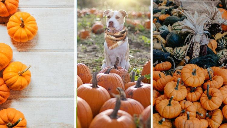 Pumpkin Season With My Dog!