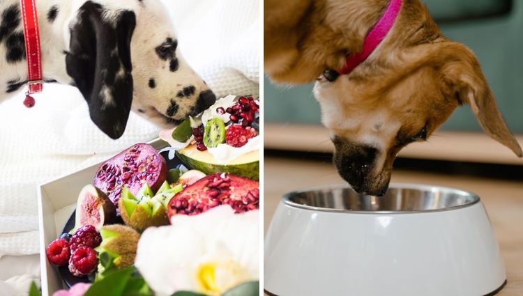 The Pros and Cons of Feeding Your Dog Fresh, Raw, and Kibble