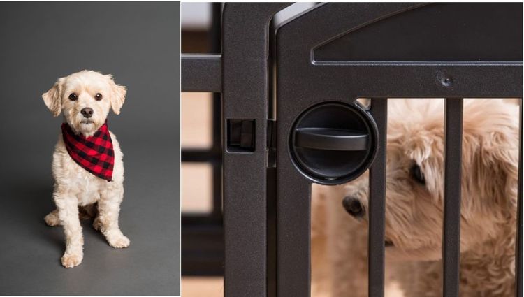 The Top 5 Plastic Indoor Dog Pens for Small Dogs