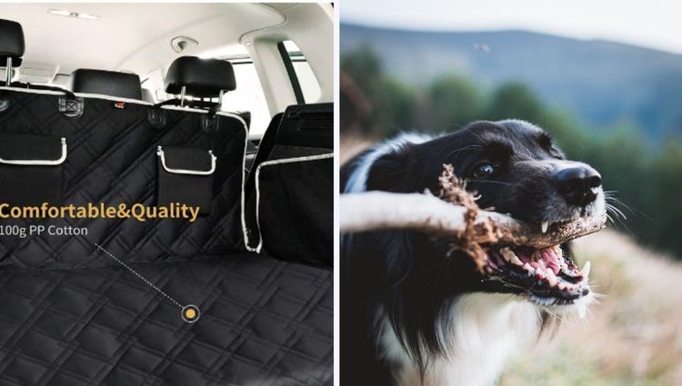Best 5 Products for a Road Trip with Fido!