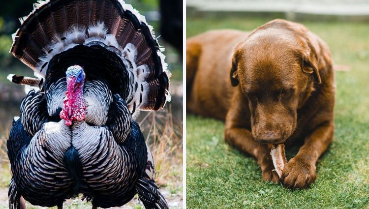 Are Turkey Bones Good For Dogs?