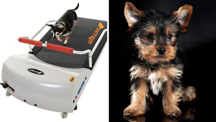 How To Keep Your Pet Safe & Healthy With The Latest Gadgets