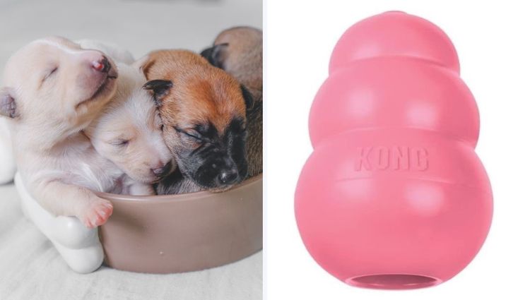 The Necessities for a New Puppy: Our Guide to the Best Starter Kit!