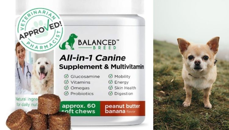 Best Supplements For Dogs
