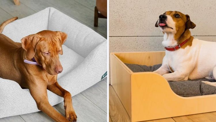 Eco-Friendly Dog Beds - Help Save The Planet!