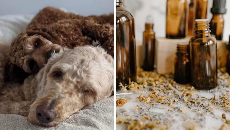 Essential Oils and Dogs: A Cautionary Tale