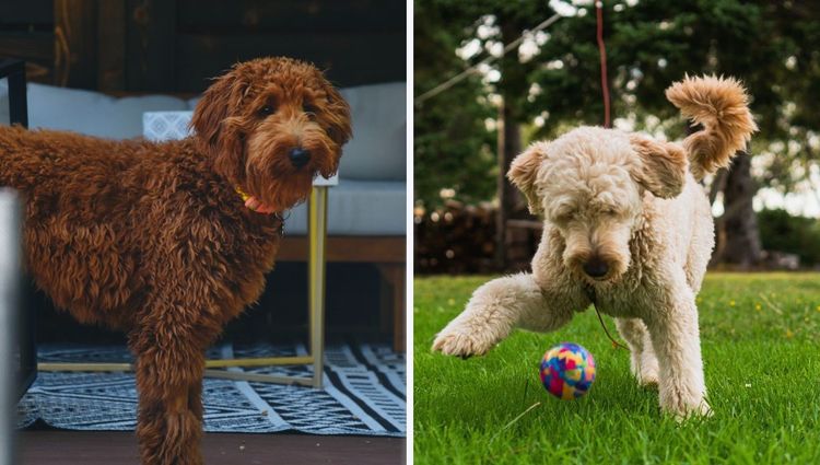 Goldendoodle Food: What Is The Best?