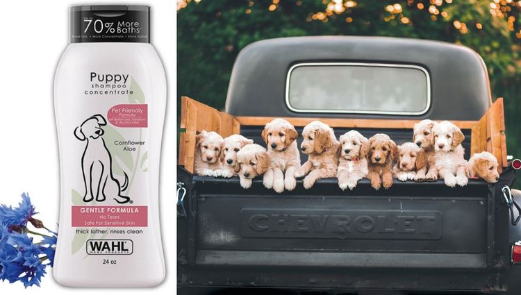 Best Puppy Shampoo's for your New Best Friend!
