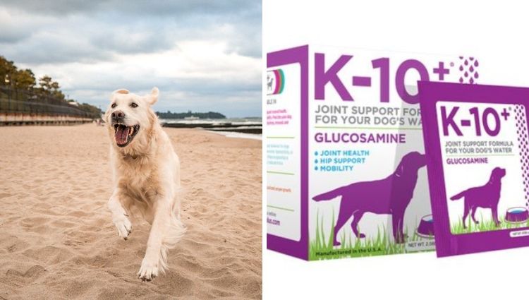 Flexing Fur-babies: How Glucosamine Keeps Your Pup Pouncing