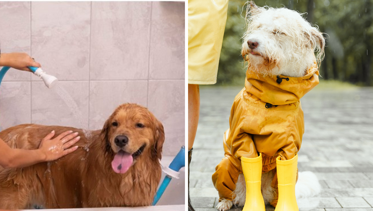 Dog Bathing: Say Goodbye to the Splash Zone with these Pawesome Tubs