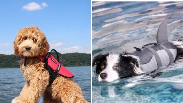 Puppy Paddle Protection: The Top Dog Life Jackets for Your Water-Loving Pal