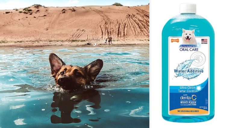 Hydrate in Style: Water Additives to Quench your Pup's Thirst!