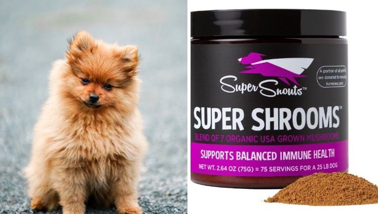 What is a Mushroom Supplement and Why Do Dogs Need Them?