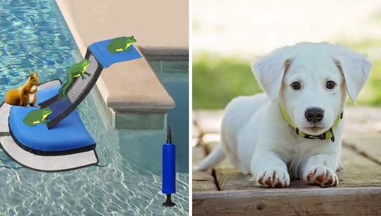 Don't Let Your Critters Sink: The Importance of Pool Escape Ramps