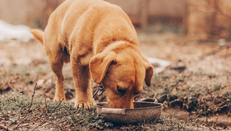 Why Protein is Important in Freeze-Dried Dog Treats