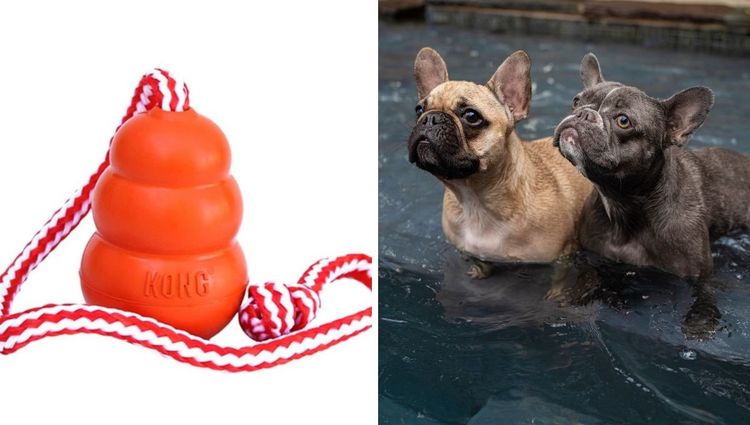 Best Water Toys for Dogs: Top Picks for Summer Fun